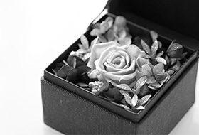 花画像のスライドショー1白黒